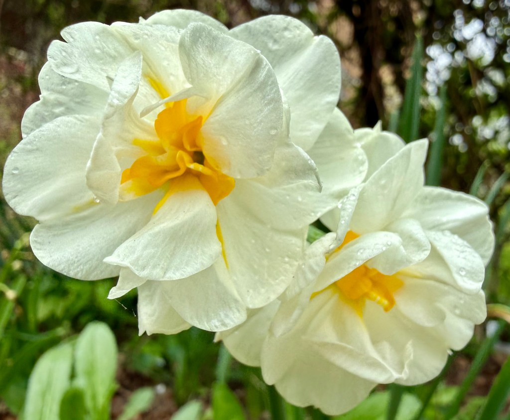 Daffodil